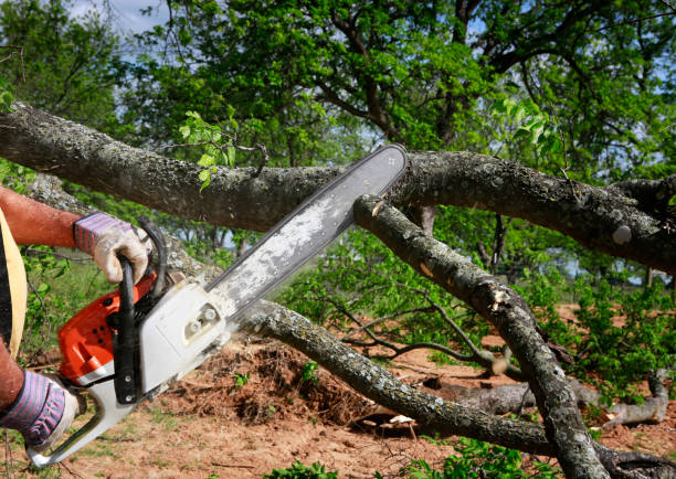 Best Tree Mulching  in Compo, CT